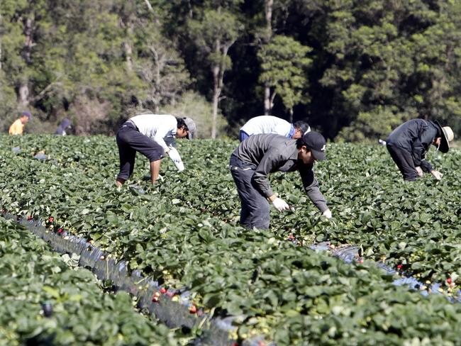 19.06.2012 Korean workers picking strawberries and pinapples at Gowinta farms. Gowinta is under fire for dumping Aussie workers, unpaid bills and substandard living conditions for the imported workers.