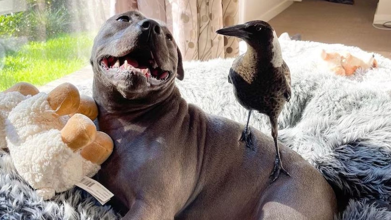 The Gold Coast couple are fighting to bring Molly home. Picture: Instagram / @peggyandmolly