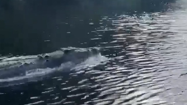 A huge croc has been filmed porpoising like a dolphin on a Far North Queensland river in what an expert described as 'unusual' and 'very scary' behaviour.