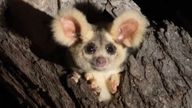 Greater gliders make their home in the Mount Gibraltar bushland.