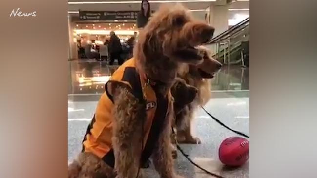 Therapy dogs at San Francisco Airport in AFL gear