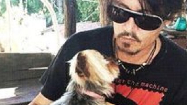 Depp pictured with one of two dogs he owns with wife Amber Heard.