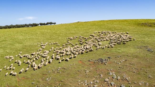 Farms in some parts of the nation have doubled in value in the past three years as cashed-up family farmers compete with domestic and international companies and funds to grow their businesses. Picture: Zoe Phillips