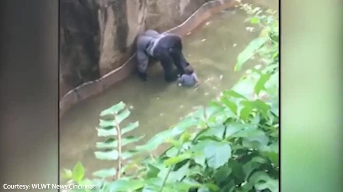 Gorilla grabs child that fell into enclosure