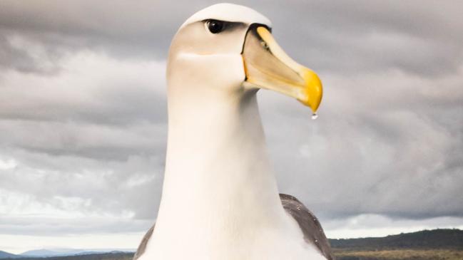 Scientists warn that offshore wind farms must be designed and regulated to avoid albatross deaths. Picture: Danny Lee