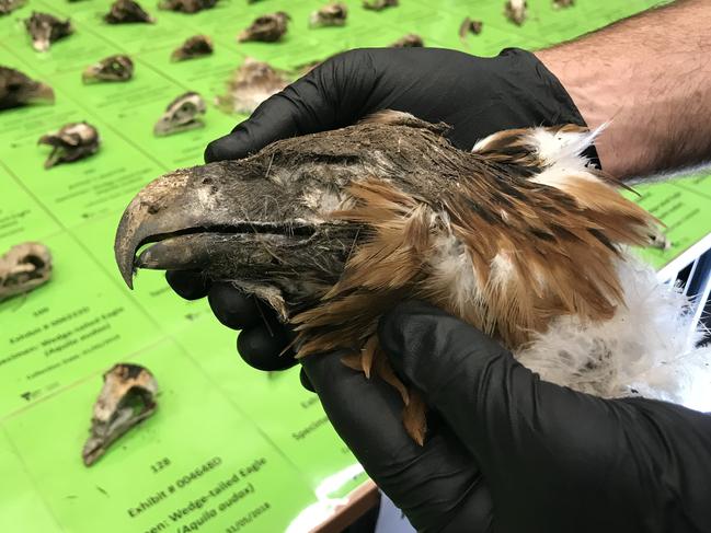 Wedge-tailed eagle killing rife in Gippsland