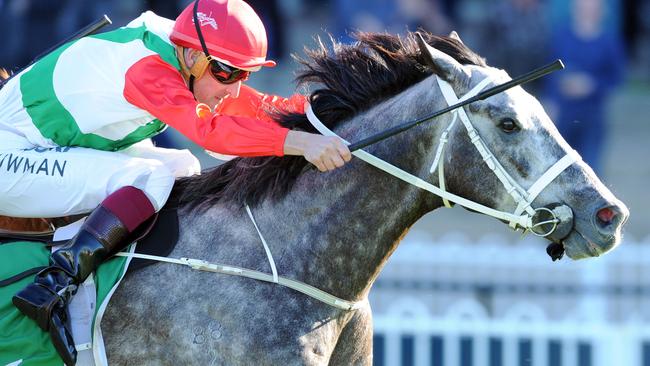 Sir Bacchus will be chasing back to back wins on Saturday. Picture: Simon Bullard