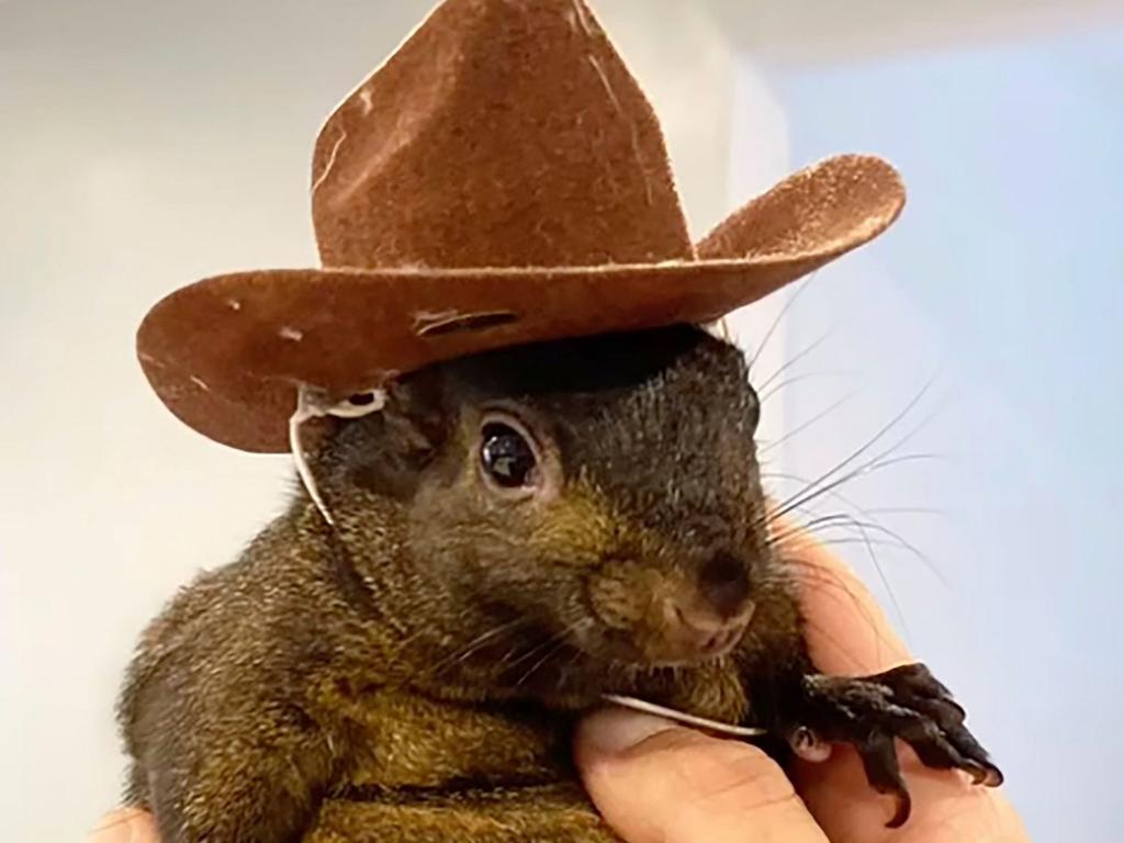 A squirrel that became famous on social media has been seized in a raid, with the animal's owner afraid New York authorities will euthanise him. Picture: AP