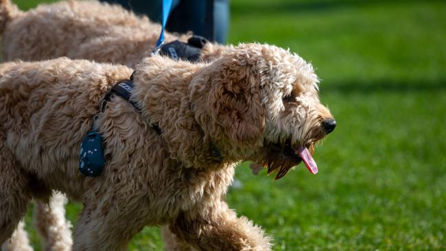Dog walkers and their dogs at the million paws walk at Queens Domain in Hobart in Sunday 25th May 2025. Picture: Linda Higginson
