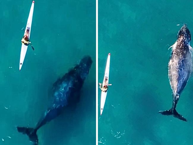 kayaker and whale. Picture: Instagram.