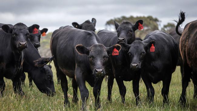 Mibus Brothers calves. Picture: Nicole Cleary