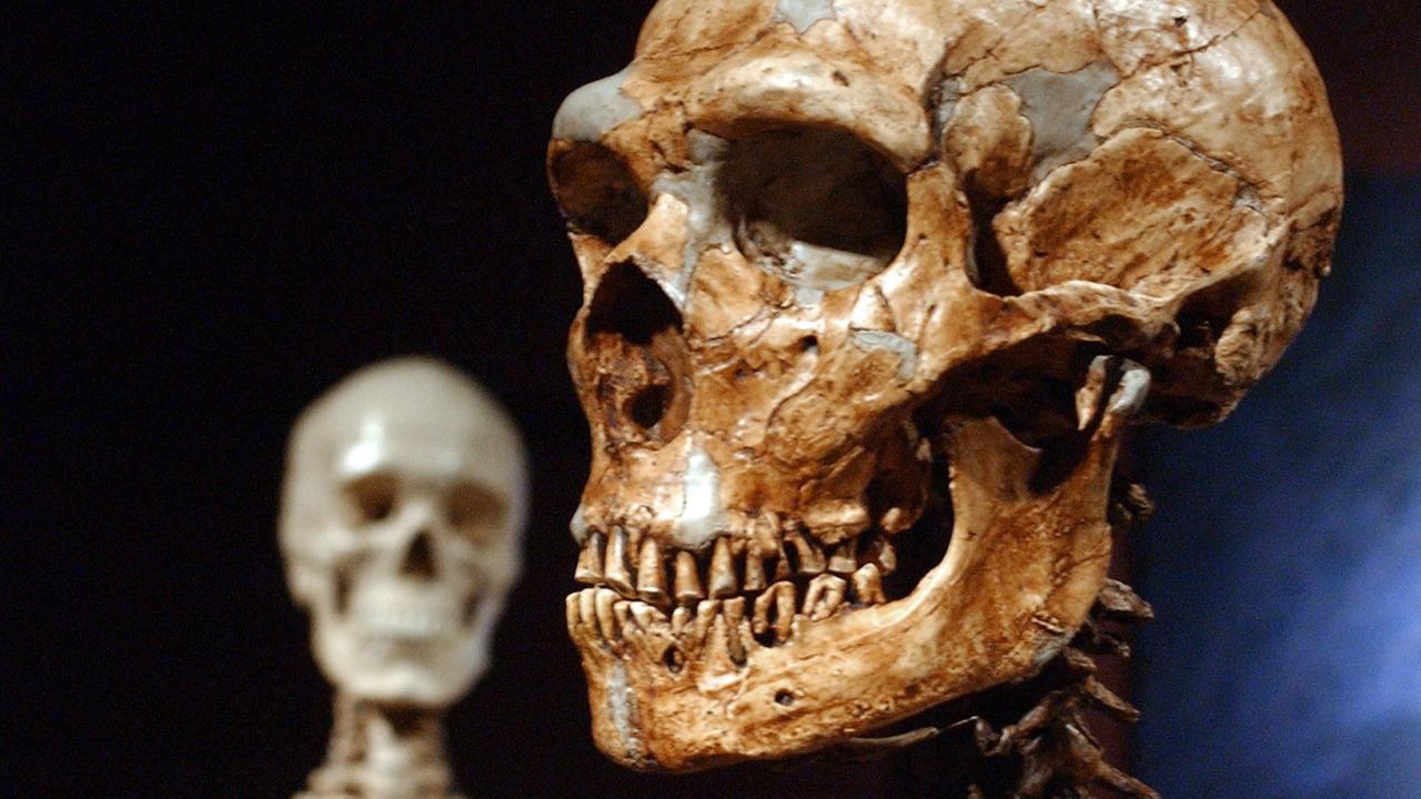 A reconstructed Neanderthal skeleton, right, and a modern human version of a skeleton, left, on display at the Museum of Natural History, New York in 2003. Picture: AP