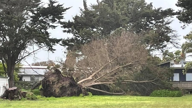 A tree has ripped from its roots in Kilcunda. Picture: Darren Adams