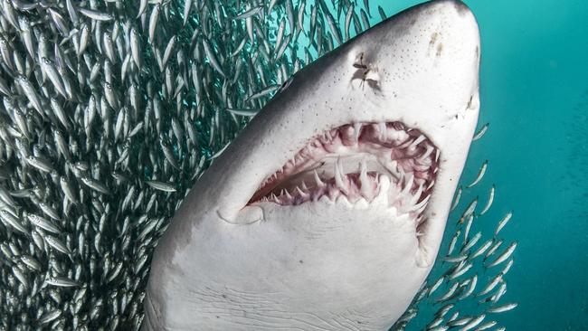 A Tiger Shark among bait balls — the species was a renowned predator on the Gold Coast’s southern end due to two offshore reef plentiful with fish. Picture: Tanya Houppermans/Caters