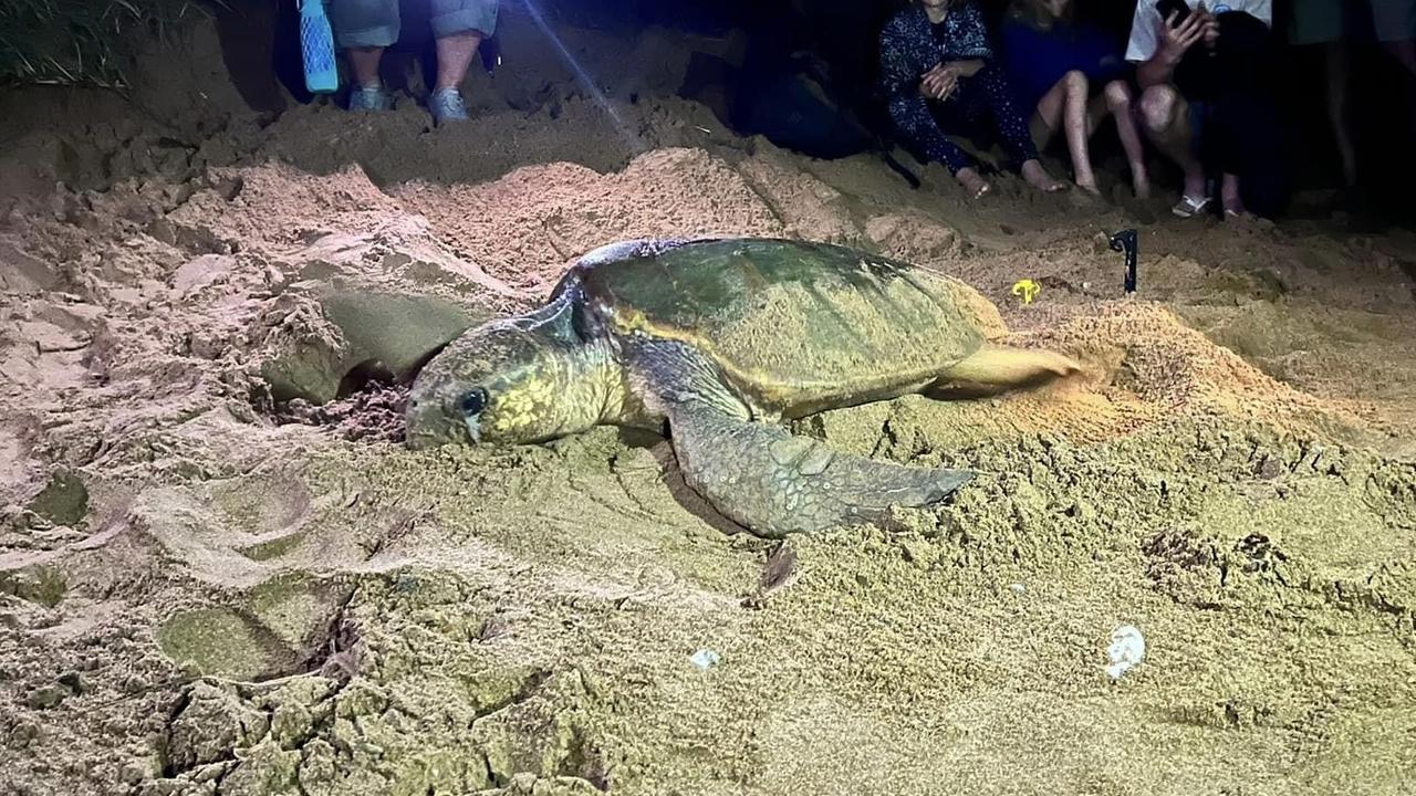 A turtle laying eggs at Mon Repos in November 2021.