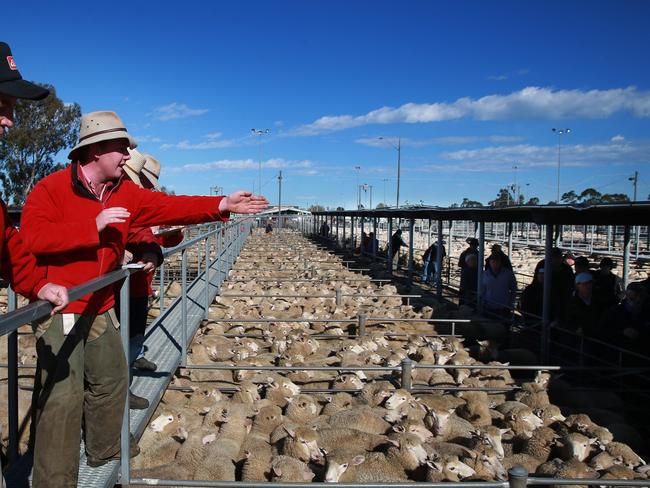 Ballarat Prime Sheep and Lamb sale. Generic sheep Generic Lamb, saleyard, BallaratPicture: ANDY ROGERS