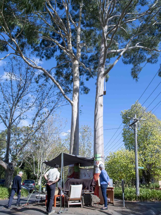 The camp at the base of the gum trees.