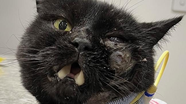 A cat is suffering after being shot in the face near Bendigo. Picture: Supplied.