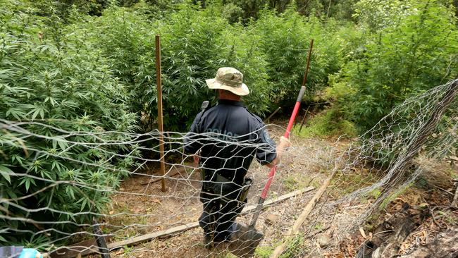 A number of illegal plantations have been found by police. Picture: Nathan Edwards