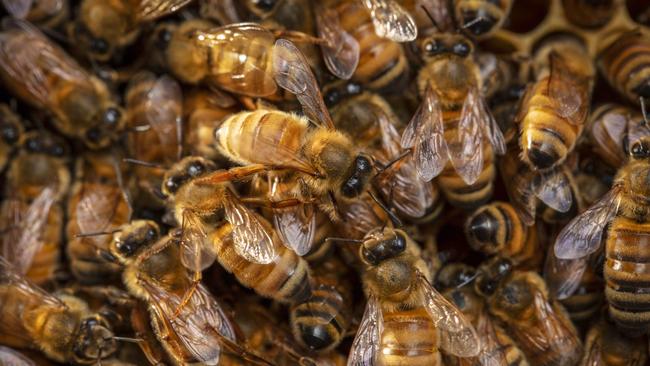 Bees in Melbourne. They can be trained to locate explosives and drugs, says a researcher in Britain. Picture: Nicole Cleary