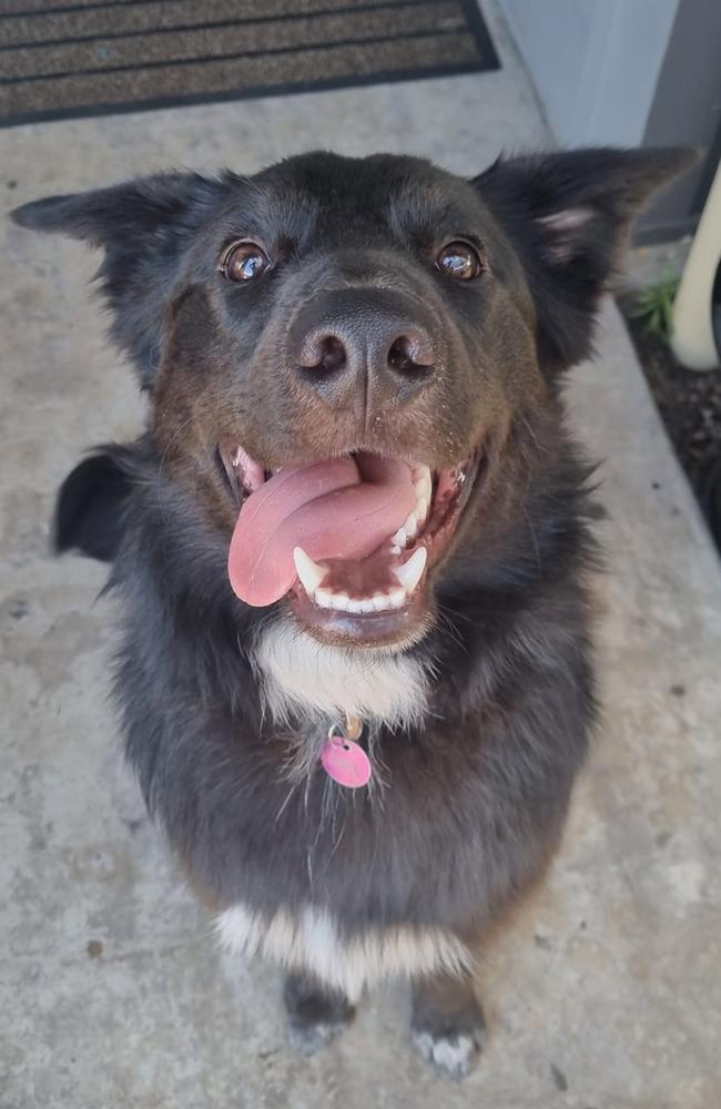 Tommy: Lily Cunningham's 9 month old Australian Shepherd x German Shepherd