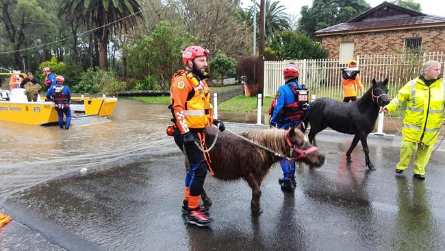 A pair of Shetland ponies being rescued from floodwaters in Milpera. Picture: NSW SES