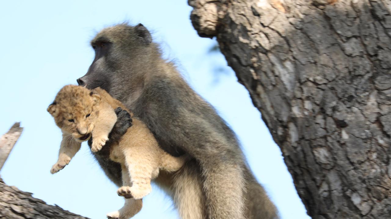 The baboon took the cub into a tree after it was encircled by other primates. Picture: www.kurtsafari.com/ Magnus News.