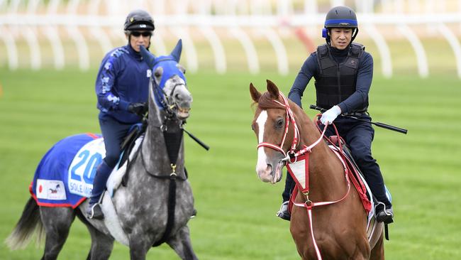 Japanese raiders Sole Impact and Chestnut Coat will line up in the Caulfield Cup on Saturday. Picture: AAP