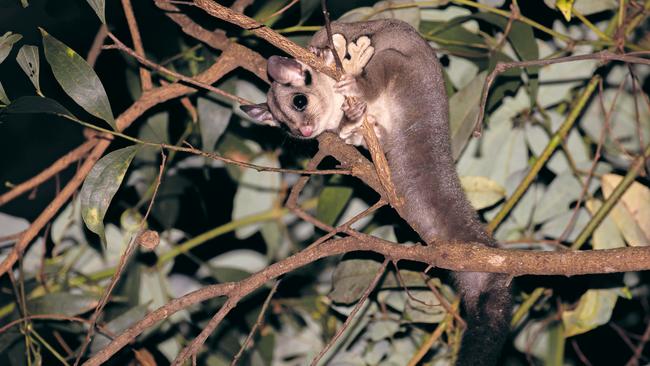 A sugar glider. Picture: Matt Wright (Faunagraphic)