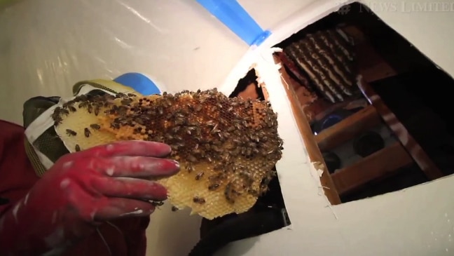 Honey Bees Sting Street Worker 1000 Times In Wichita Falls In Texas