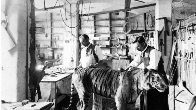 South Australian Museum taxidermists Otto Rau (l) and his brother Joe, working on an Indian tiger in 1898. Picture: SA Museum/Mortlock Library