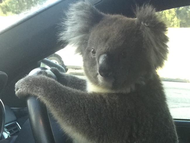 Nadia Tugwell help rescue a Koala this morning on the South Eastern Freeway , after it was the cause of a crash . , Picture: Nadia Tugwell