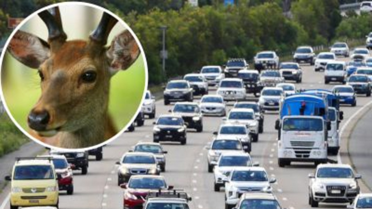 watch-out-deer-wanders-on-to-gold-coast-m1-nt-news