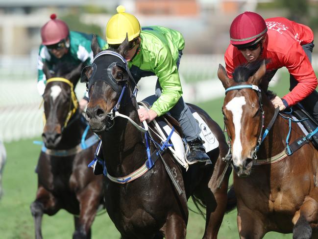 The Daily telegraph 9.9.2024 Trial 2: Randwick 1000m barrier trial. - course proper. Tropical Suall, Amenable (winner) and Revolutionary Miss. Randwick racecourse. Picture: Rohan Kelly