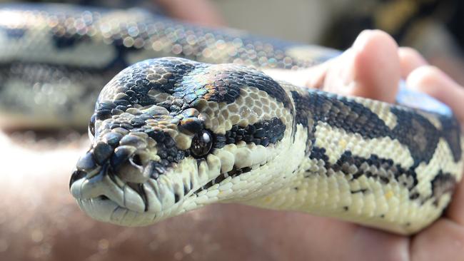 SNAKE BITE: A local has reportedly been bitten by a snake.