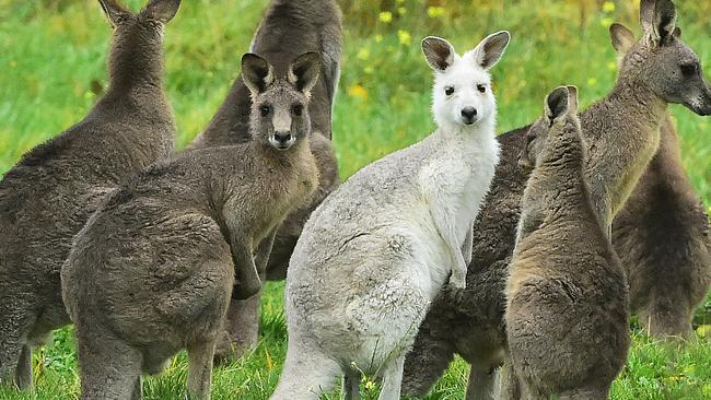 ”Whitey” the albino kangaroo is not dead, according to wildlife chiefs. Picture: Carmelo Bazzano