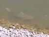 Watch: Large bull shark stalks Gold Coast lake