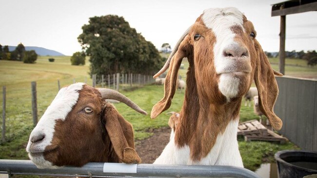 Fudgy, a goat stolen from Yarra Valley Chocolaterie, on the right with sister Cinnamon on the left.