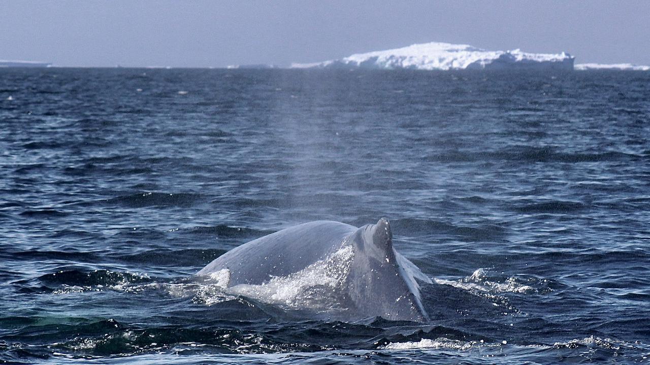 Humpback whales have been spotted in Antarctica's western Weddell Sea for the first time, indicating some of the effects of climate change. Photo: UTAS/Professor Mary-Anne Lea