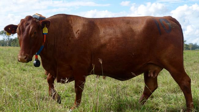 Electronic collars that use sound, vibration and mild electric pulses to teach cattle to avoid virtual fences are close to being rolled out commercially in NSW.