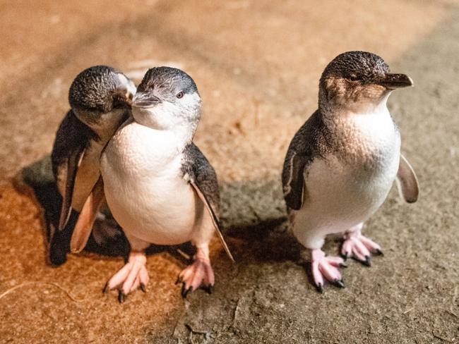 New research has revealed penguins will divorce their partner to increase their breeding success if unsatisfied with how many young their partner is providing. Picture: Phillip Island Nature Parks