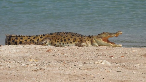 This croc at Buffalo Creek gave a toothy grin for the camera. Picture: Anushka Smith