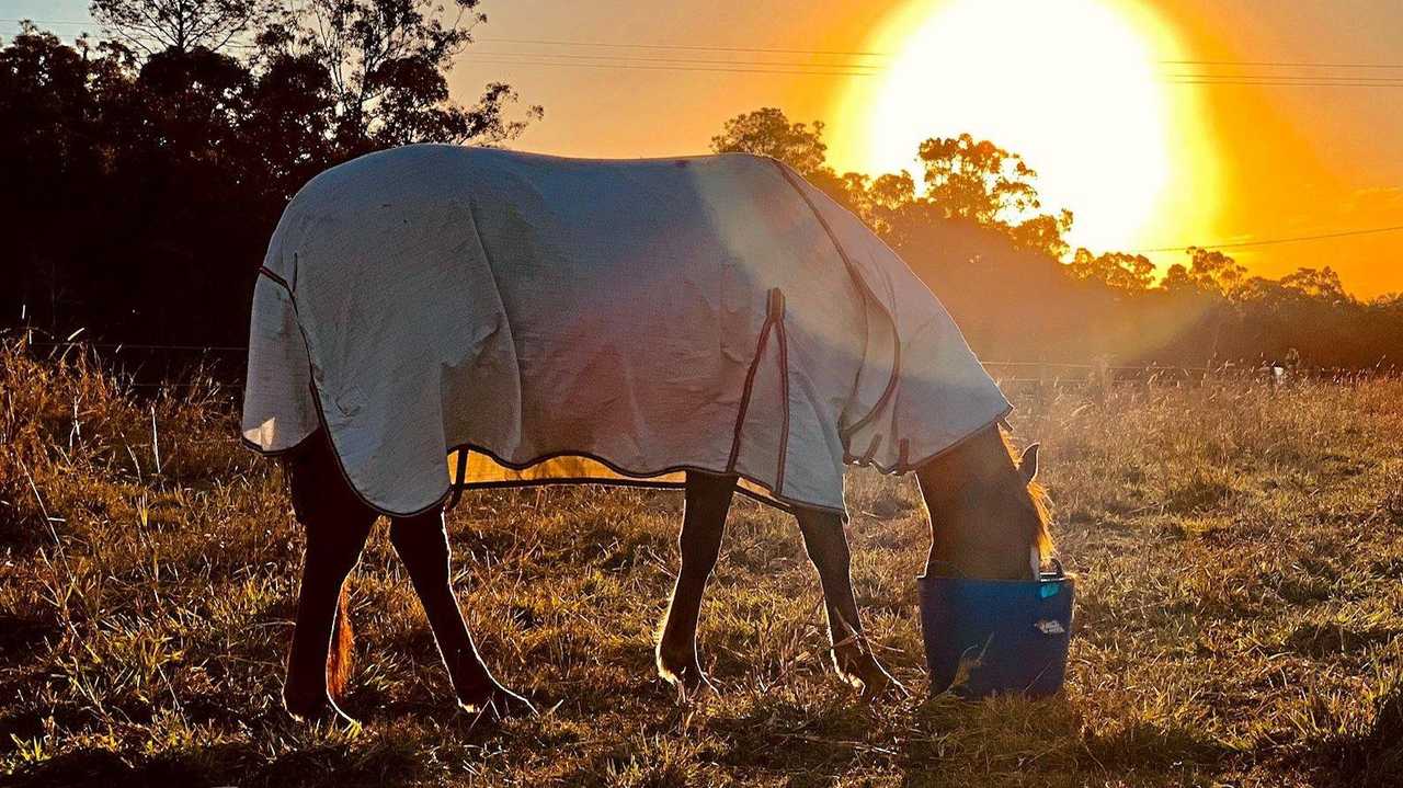 A Bundaberg family has to make the heartbreaking decision to put down a much-loved horse. Picture: Mark Furler