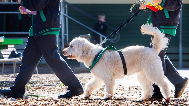 Principal Glenda Harry says walks and pats with Ruby encourages kids to come to school. Picture: Jay Town