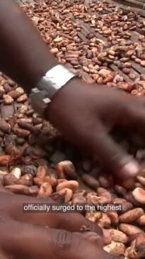 Why chocolate prices are set to rise