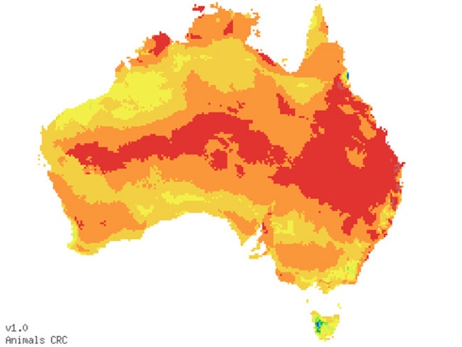 Fire ant potential occupation in Australia based on rainfall and temperature comparisons to known overseas occurrence. Picture: Invasive Species Council