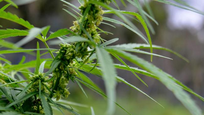 A marijuana plant is pictured during a raid by Indonesia's National Narcotics Board (BNN), the police and the military where they destroyed some 4.5 hectares of cannabis plantations in the Lamteuba forest line, Aceh province on December 9, 2020. (Photo by CHAIDEER MAHYUDDIN / AFP)