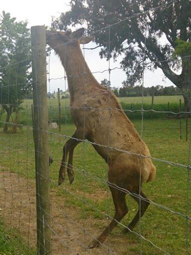 A deer on Mandi and Paul McDonald's property in Moyhu.