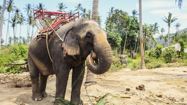 Many tourists ride elephants on the island of Ko Samui, Thailand.