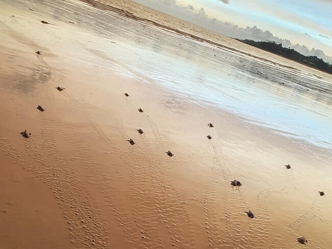 Turtle hatchings on Mackay beaches. Picture: Ree Sangha